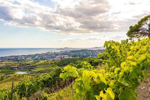 Vignes Alella